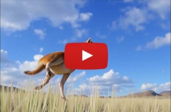 Проблемы с воспроизведением FLV с VP8 и альфа‑каналом: решение